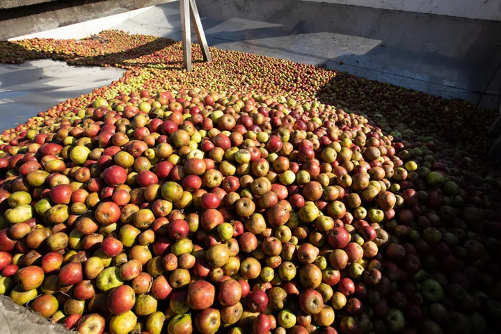 秋の収穫期に集められるリンゴ
